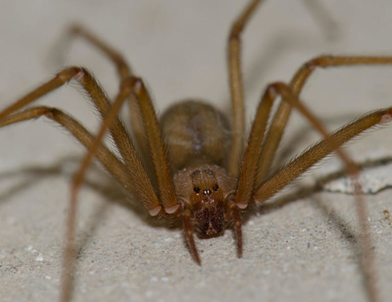 Recluse Spiders in Arizona HITMAN PEST OF YUMA