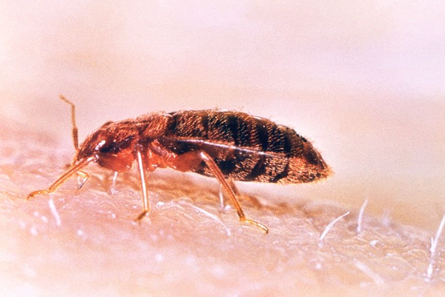 close up of a bed bug found in Yuma