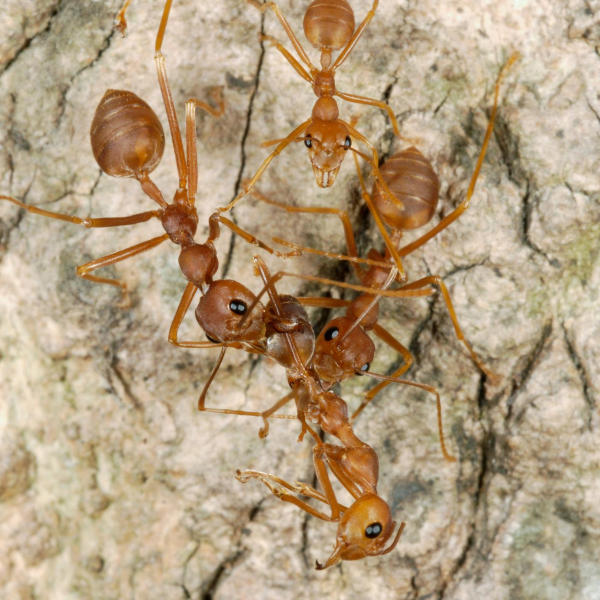 red ants in Arizona