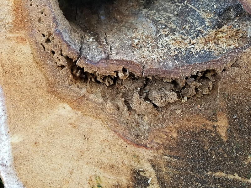 termite tunnels in wood