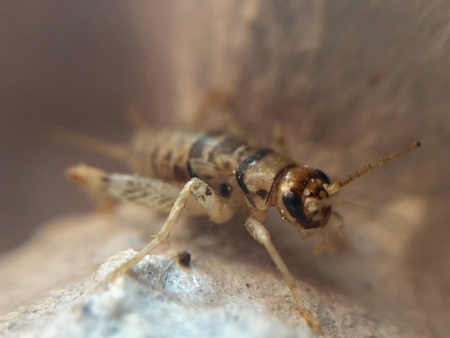 Cricket Control Yuma AZ HITMAN PEST OF YUMA