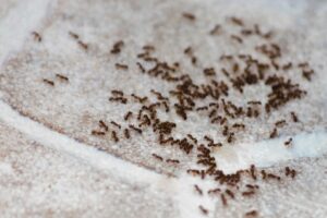 ants on the floor of a kitchen