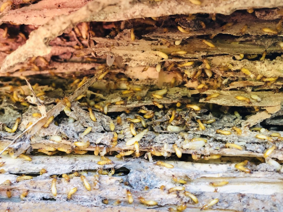 Termite colony infesting a home Yuma
