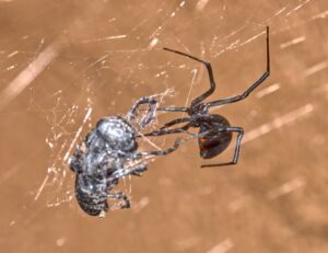 black widow spider in yuma on its web