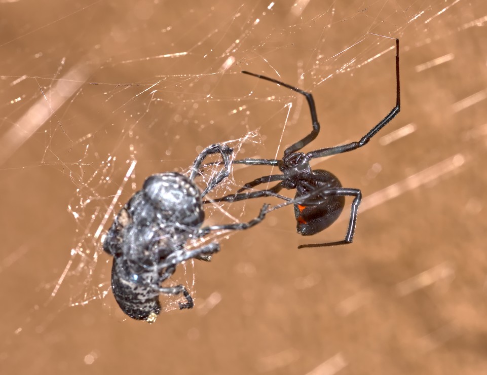 How to Get Rid of Spiders in Your Garage HITMAN PEST OF YUMA